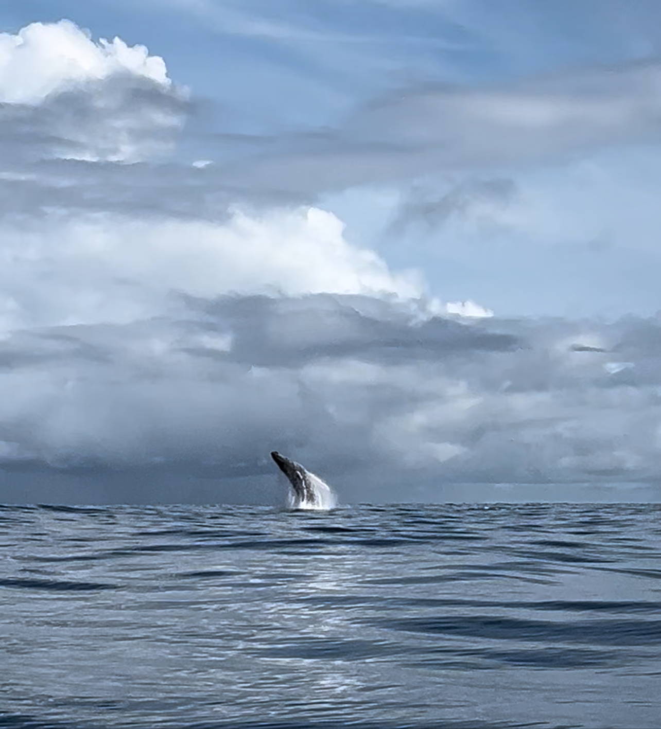 Avistamiento de ballenas en el Pacífico