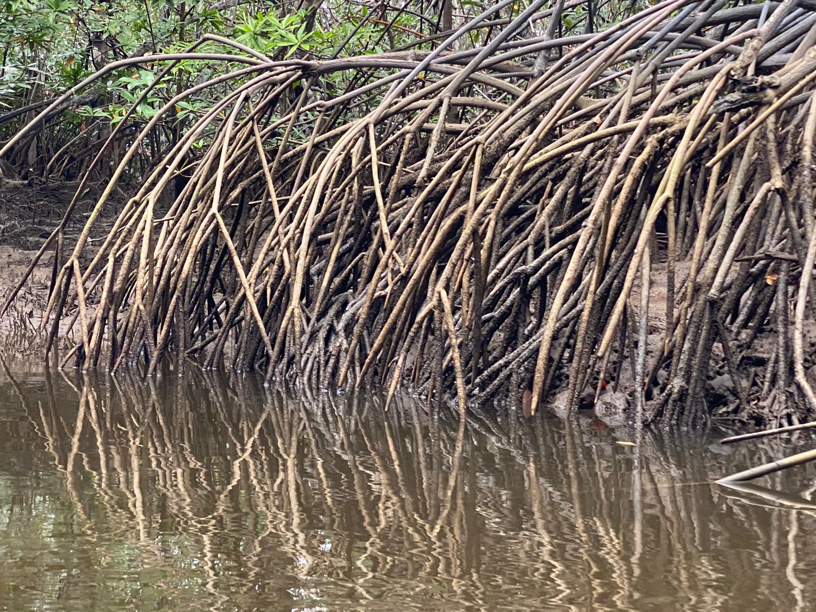 Raíces de manglar
