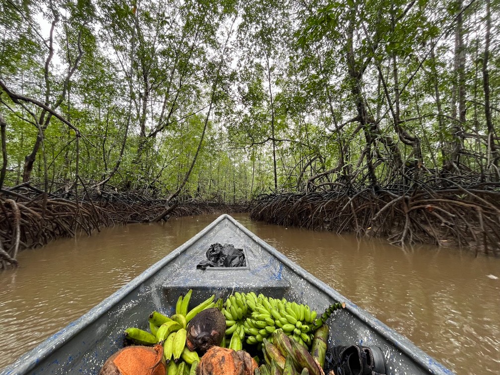 Explorando los manglares en canoa